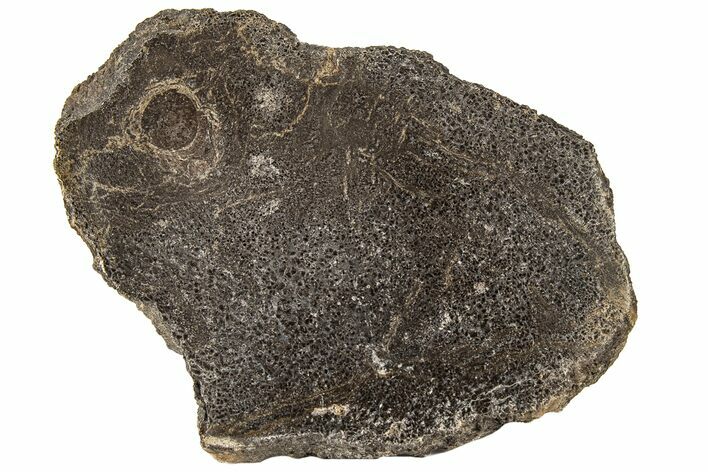 Polished Dinosaur Bone (Gembone) Slab - Morocco #189785